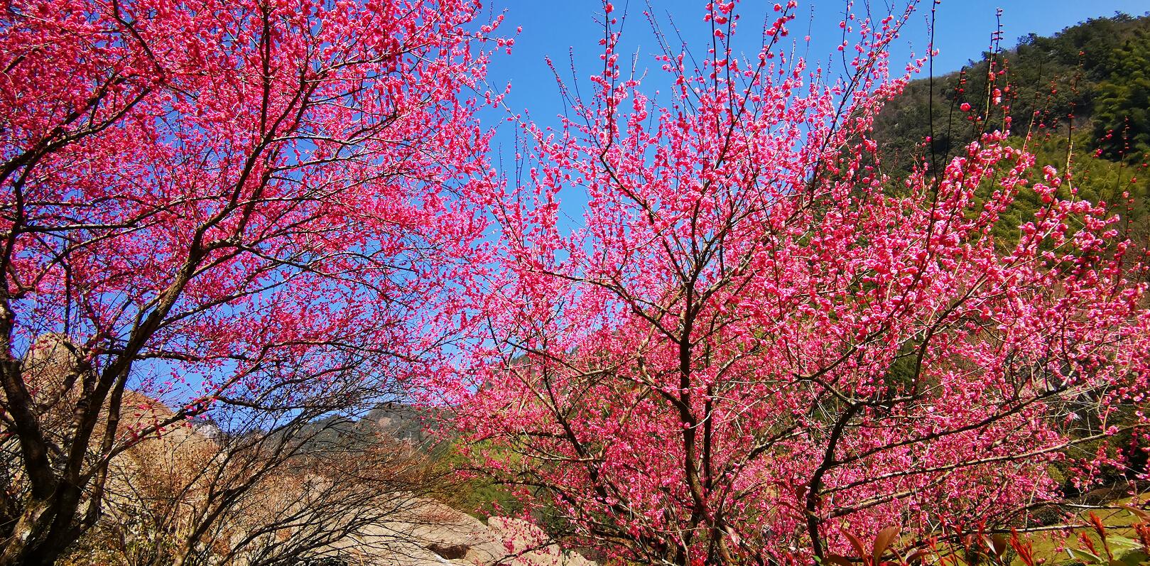 花开正当时:黄山花谷宫粉梅摇曳生姿