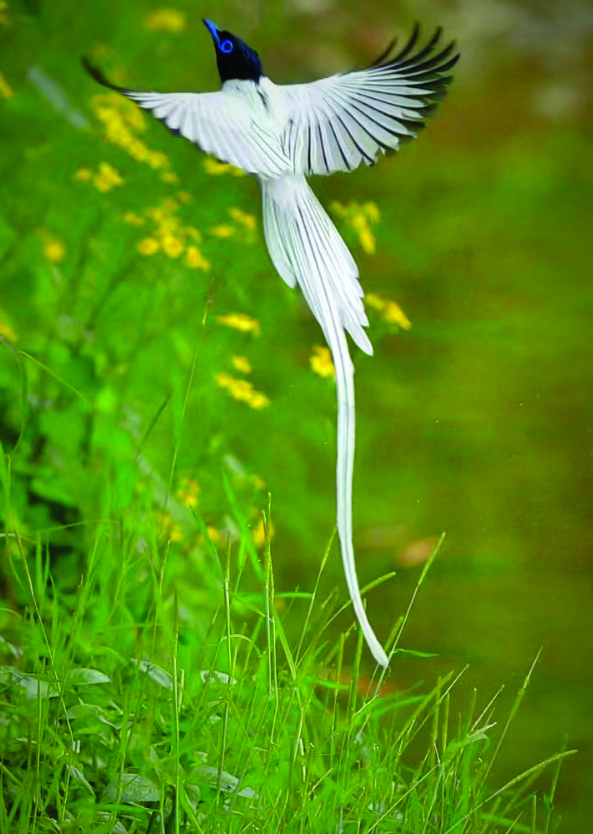 橙视觉寿带鸟翩然若仙的林中仙子