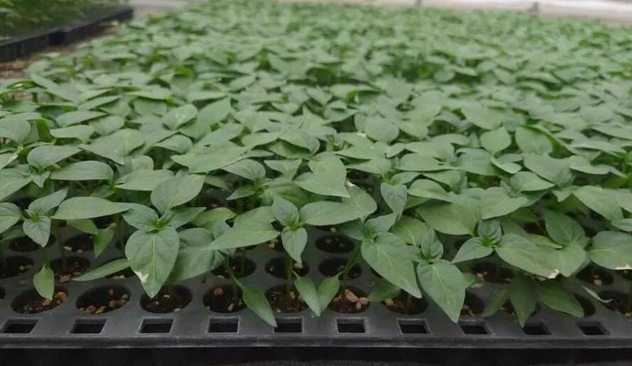 【万企兴万村】马鞍山和县：工厂化育苗助推蔬菜产业转型升级